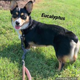 American Corgi All Grown Up from Tori’s Sassy Corgis