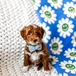 Zoro - Red  male Goldendoodle puppy in Springville, Utah from Happy Doodle