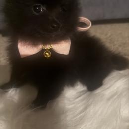 Companion Cross Puppies from 🐾 Alexander’s Little Angels 🐾