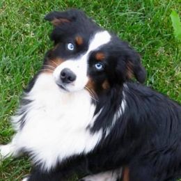 Aussiedoodles, Miniature Australian Shepherds, and Toy Australian Shepherds from Country Gals Aussies