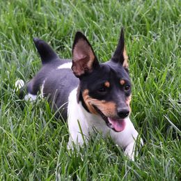 Piper - Teddy Roosevelt Terrier