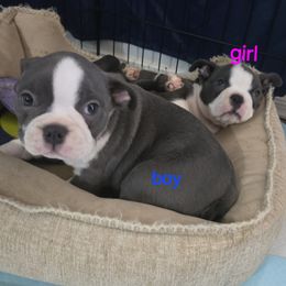 Boston Terrier Puppies from Aronow pups
