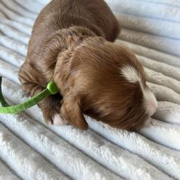Cavalier King Charles Spaniel, Cavapoo, Havanese, Havapoo, and Poodle Puppies from West Cobb Dogs