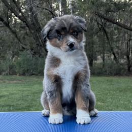 Reef - Blue merle male Miniature American Shepherd puppy in New Mexico from Von Südwest German Shepherds and Mosaic Mini American Shepherds