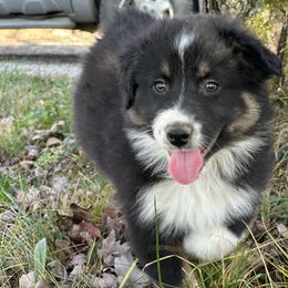 Gunner - Black tri-color male Australian Shepherd puppy in Oakland City, Indiana from Moonlightaussies