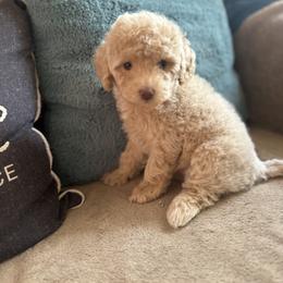 Girl 1 - female Poodle puppy in Kissimmee, Florida from Unique Poodles