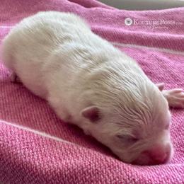 Chanel - White female Pomeranian puppy in Charlotte, North Carolina from Kouture Pomeranians