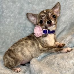 Esther - Fawn brindled black female Chihuahua puppy in Niagara County, New York from Coolballow Chihuahuas