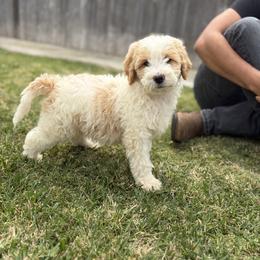 Goldendoodle and Golden Retriever Puppies from BloomingPuppies