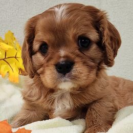 Cavalier King Charles Spaniels from Noble Cavaliers of Texas