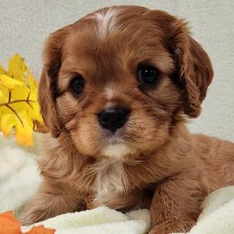 Cavalier King Charles Spaniels from Noble Cavaliers of Texas