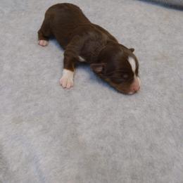 Boy 1 - Miniature Australian Shepherd puppy in Broadwater, Nebraska from Midwest Mini/Toy Aussies