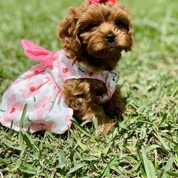 Cavapoo, Cockapoo, and Poodle Puppies from Benji’s Cockapoos