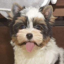 Biewer Terriers and Yorkshire Terriers from Frosty Paw Biewers and Yorkshires