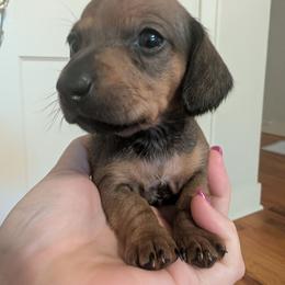 Boy 2 - Red male Dachshund puppy in Wortham, Texas from Amber's Mini Weenies