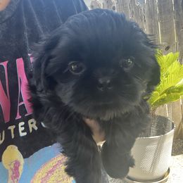 Aria - Black female Shih Tzu puppy in Whittier, California from Socal Mother Of Shih Tzus