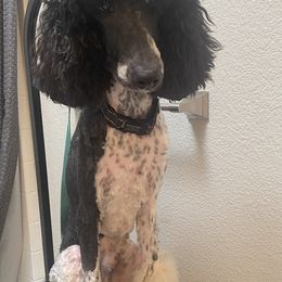 Poodles from Champion Standard Poodle pups