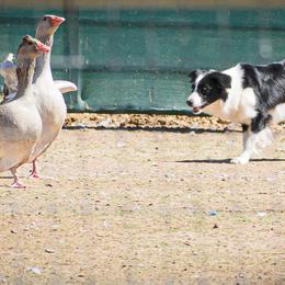 Border Collies from Fásach Border Collies