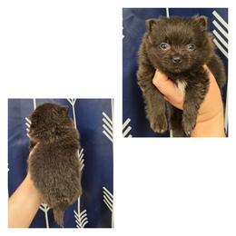 Boy 1 - Blue male Pomeranian puppy in Washington, North Carolina from Grace's Poms🐾💕