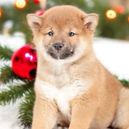 Nishi 🩷 Red Girl - Red female Shiba Inu puppy in Neosho, Missouri from Sunny Terrace Shibas