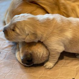Golden Retriever Puppies from EP's Golden Retrievers