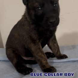 Blue Collar Boy - male Dutch Shepherd puppy in Palmyra, Maine from Maine Working Dogs
