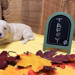 Taffy-Yellow collar, Female - Apricot female Aussiedoodle puppy in Lavonia, Georgia from H & A Kennels