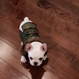 French Bulldog Puppies from L.A. French Paws