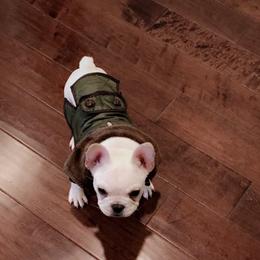 French Bulldog Puppies from L.A. French Paws