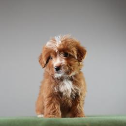 Lime - Red male Bernedoodle puppy in Caldwell, Idaho from Boise Doodle Co.