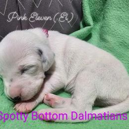 Dalmatian Puppies from Spotty Bottom Dalmatians