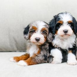 Aussiedoodle, Australian Mountain Doodle, and Bernedoodle Puppies from Cottonwood Creek Doodles