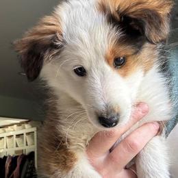 Marshall (red) - Sable and white male Shetland Sheepdog puppy in Mi   Clarkston, Michigan from Heslip Family Puppies