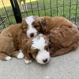 Bernedoodle Puppies from Palmetto Bernedoodles Boutique