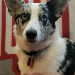 American Corgis and Pembroke Welsh Corgis from Canal Corgis