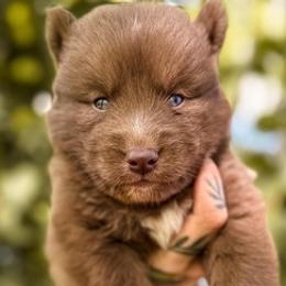 Australian Shepherds and Siberian Huskies from Northern Pine Huskies