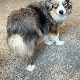 Buttons - Toy Australian Shepherd