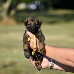Yellow - Sable female German Shepherd puppy in Cherryville, North Carolina from Masky Kennel