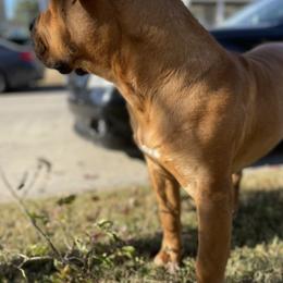 Boerboels from Uptown Kennels