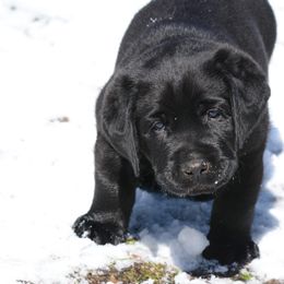 Labrador Retriever Puppies from Linro Labradors