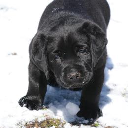 Labrador Retriever Puppies from Linro Labradors