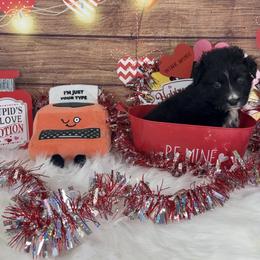 Saga - Black tri-color female Australian Shepherd puppy in Fredericksburg, Virginia from Cooper Ridge Aussies