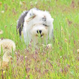 Old English Sheepdog Puppies from Whimzy Old English Sheepdogs