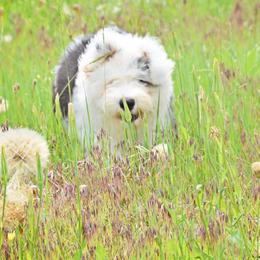 Old English Sheepdog Puppies from Whimzy Old English Sheepdogs