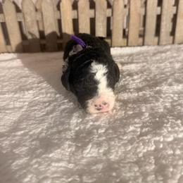 Snickers - Tri-color female Bernedoodle puppy in Luana, Iowa from Country View Bernedoodles and Goldendoodles