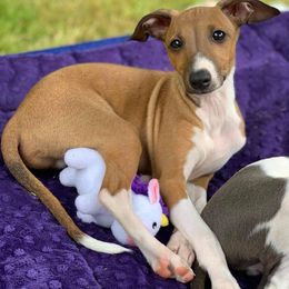 Italian Greyhound Puppies from Divine Italian Greyhounds