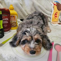 Cutlet - Blue merle female Bernedoodle puppy in San Marcos, California from DoodlyDoodlyDoodles