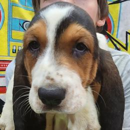 Basset Hounds from Bass Lake Bassets