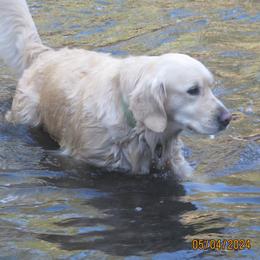 Muffin - Golden Retriever