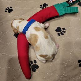 Boy 1 - White and orange male Brittany puppy in Houston, Texas from Free Range Bird Dogs